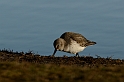 Dunlin